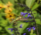 2023 09 17 LongFellowGardens 019